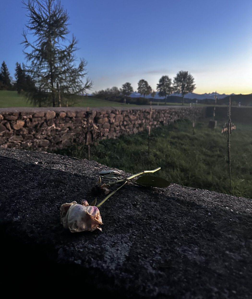 Rose auf Steinmauer eines alten Pestfriedhofs im Allgäu im Abendlicht - Samhain das Fest der Ahnen
