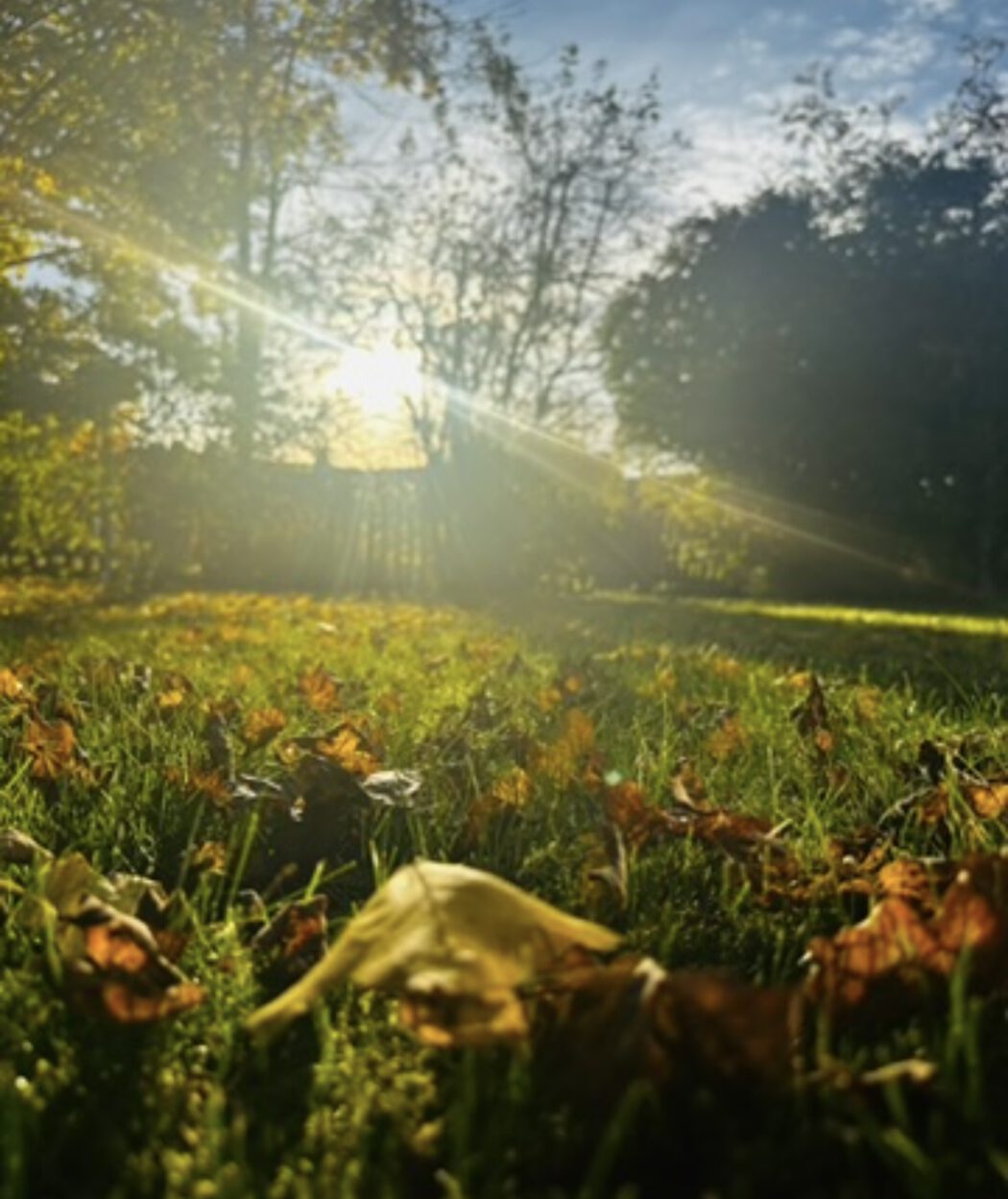 Gartenfoto mit Wiese und Stadel im Herbstlicht - als Sinnbild für den Duft Bergamotte - Das Sonnenlicht einfangen