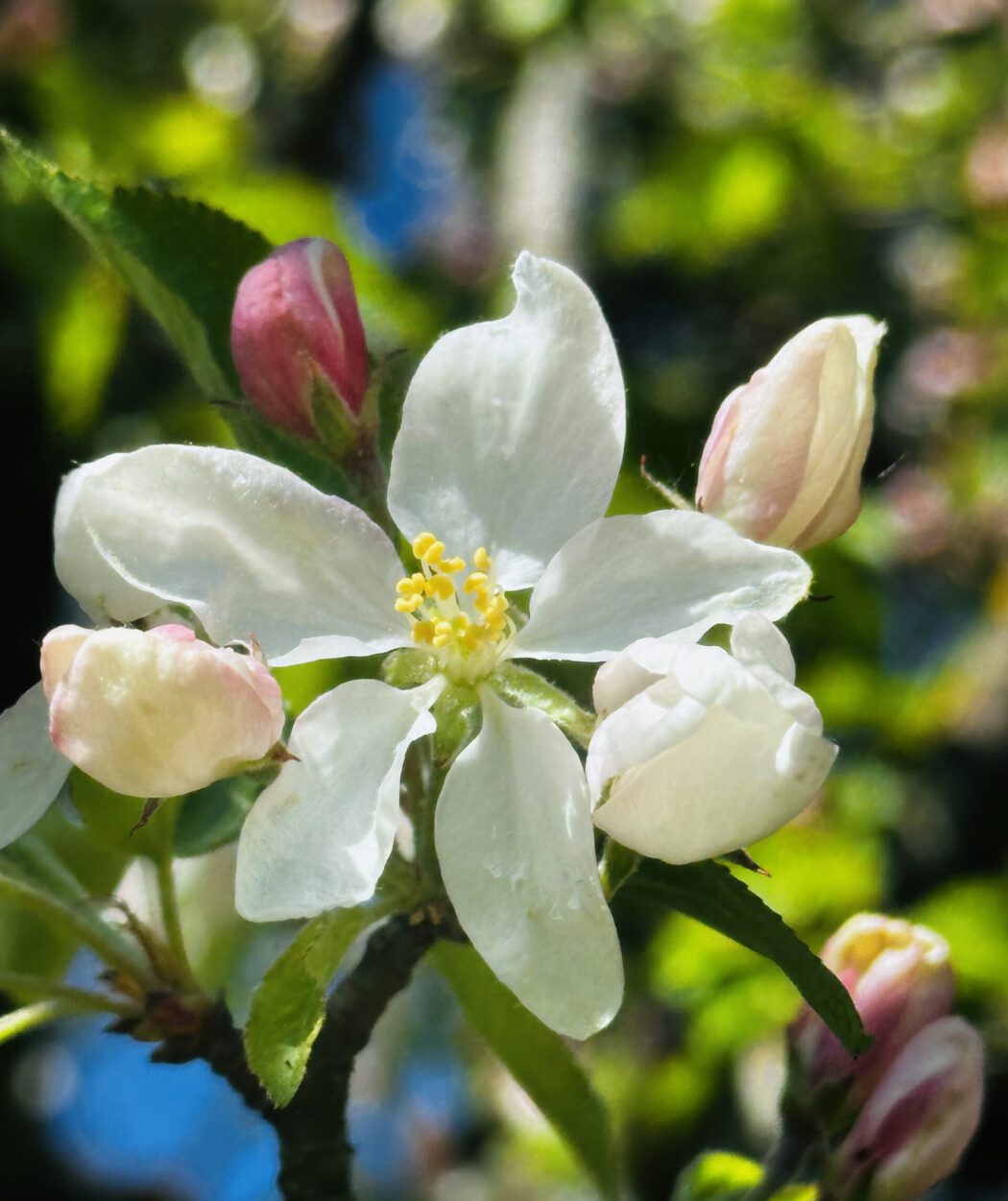 Blume als Sinnbild für Achtsamkeit
